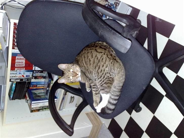 Huskat Emil billede 12