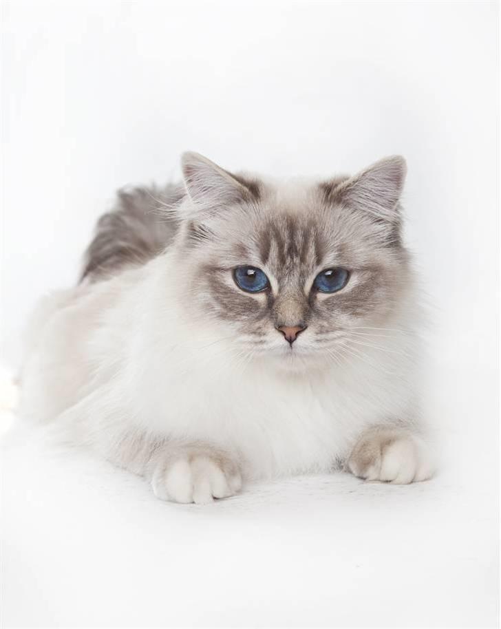 Hellig Birma Askepots Hermione (Fenja) - Velkommen til Fenjas profil  :o) billede 1