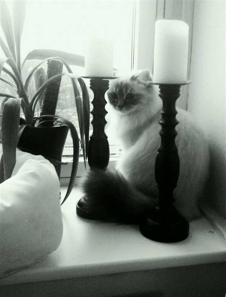 Hellig Birma Askepots Hermione (Fenja) - 30.01.11 Fenja  drægtig med mit første kuld <3 billede 2