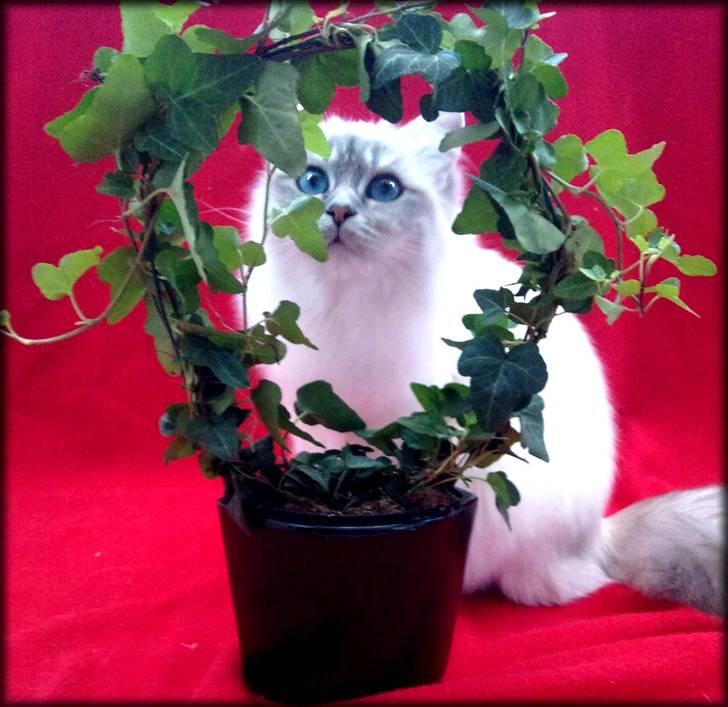 Hellig Birma Askepots Hermione (Fenja) - Titte Buuh :o) billede 3