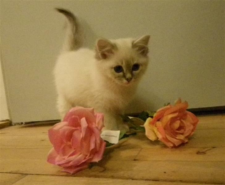 Hellig Birma Askepots Hermione (Fenja) billede 4