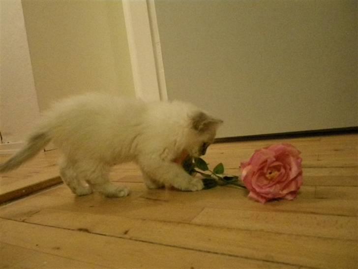 Hellig Birma Askepots Hermione (Fenja) billede 5