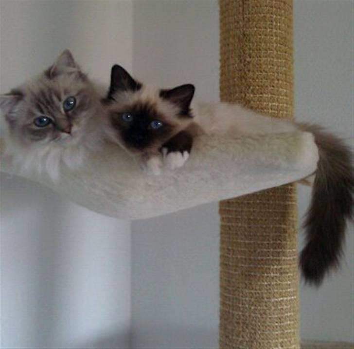 Hellig Birma Askepots Hermione (Fenja) billede 6