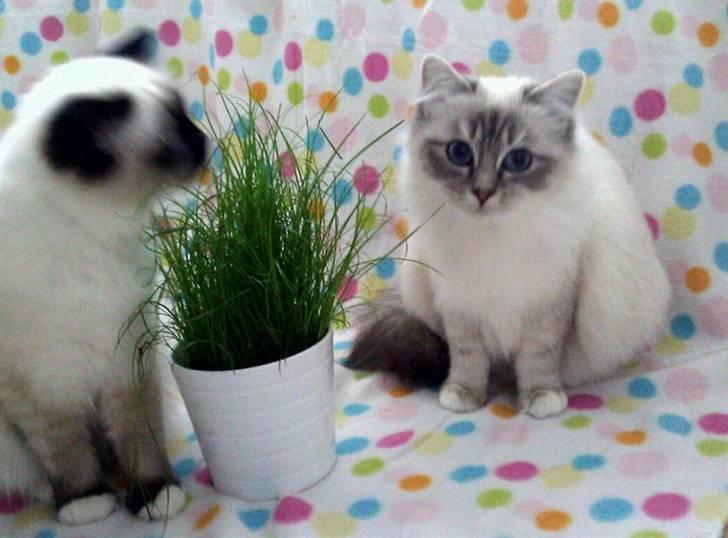 Hellig Birma Askepots Hermione (Fenja) billede 7