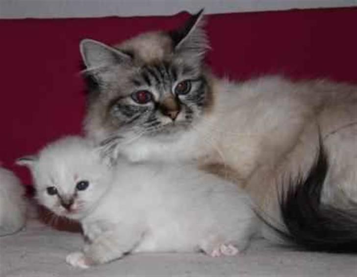 Hellig Birma Askepots Hermione (Fenja) - Min Moaaar :-) billede 8