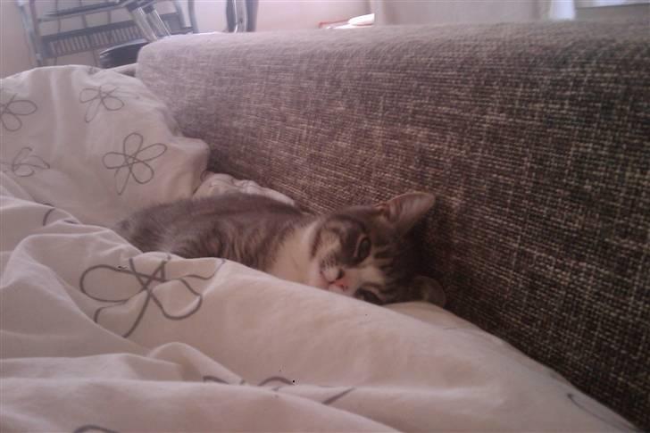 Huskat Monty - Go morgen :D billede 7