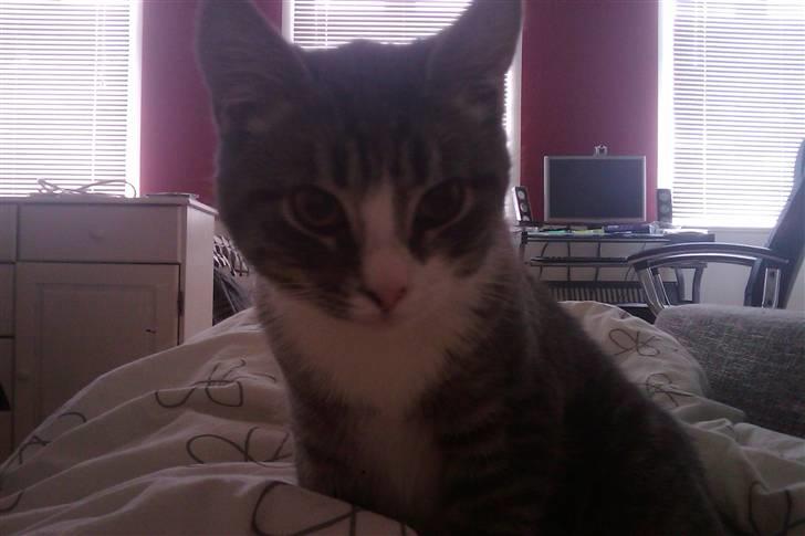 Huskat Monty - Ohh Hai :D billede 8