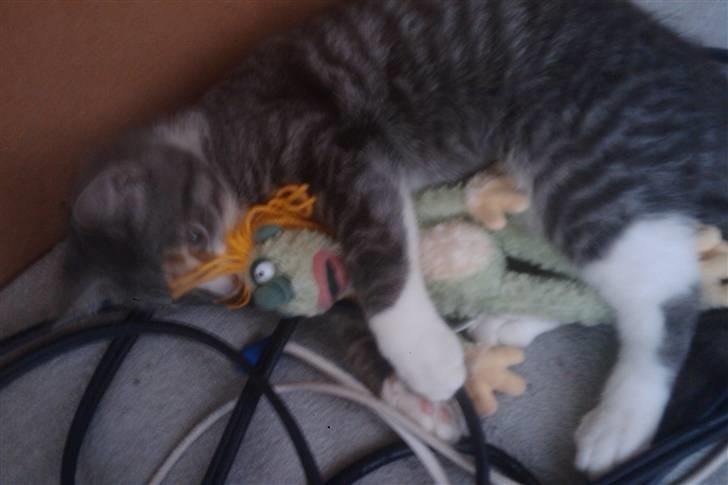 Huskat Monty - Putter lige med en bamse billede 9