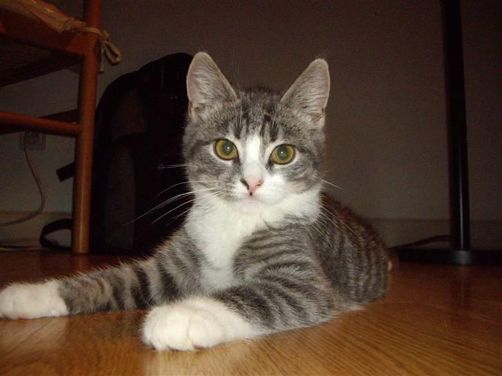 Huskat Monty billede 10