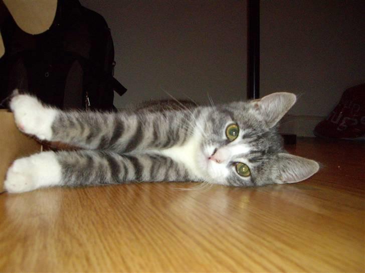 Huskat Monty billede 11