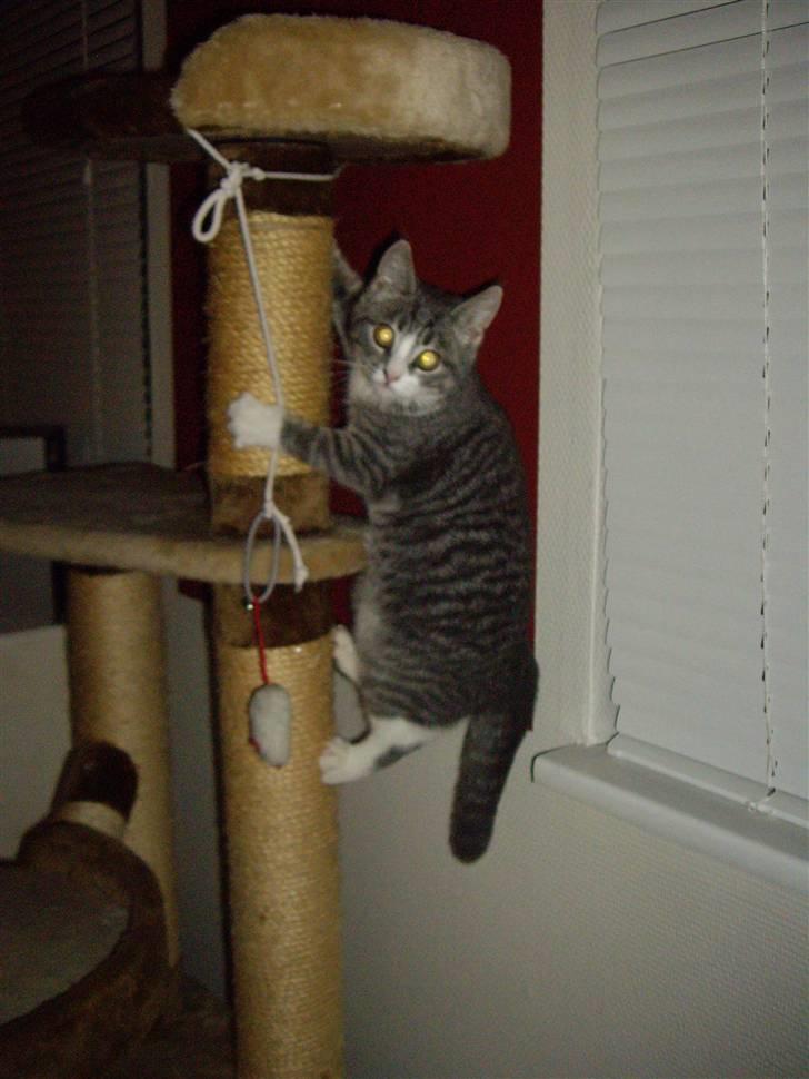 Huskat Monty billede 12