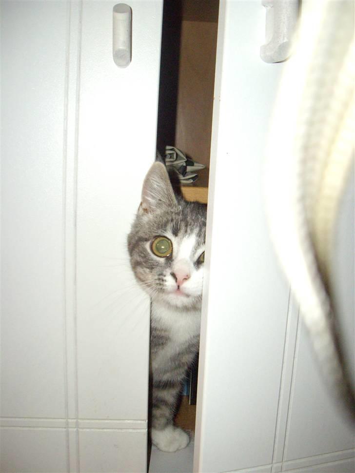 Huskat Monty billede 13