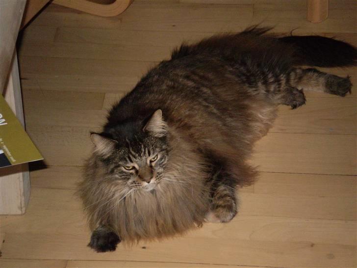 Maine Coon Gizze billede 1