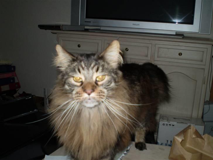 Maine Coon Gizze billede 2