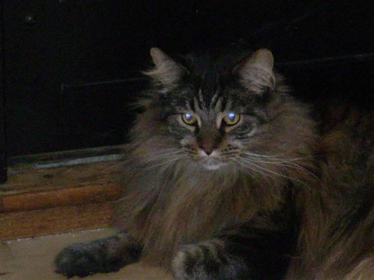 Maine Coon Gizze billede 3