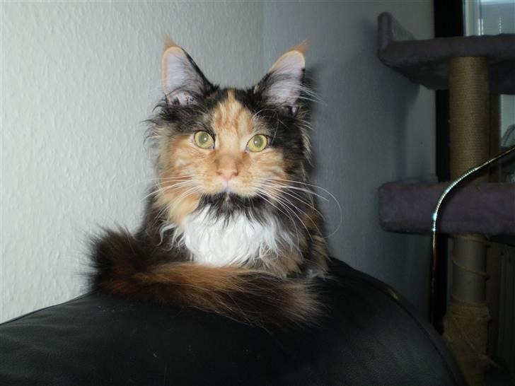 Maine Coon Destiny billede 1