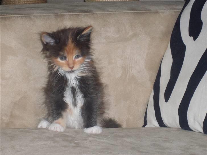 Maine Coon Destiny billede 2