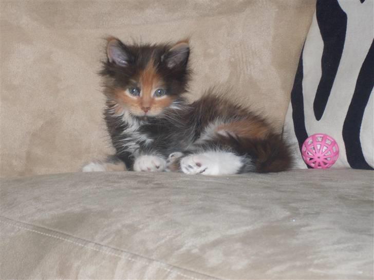 Maine Coon Destiny billede 3