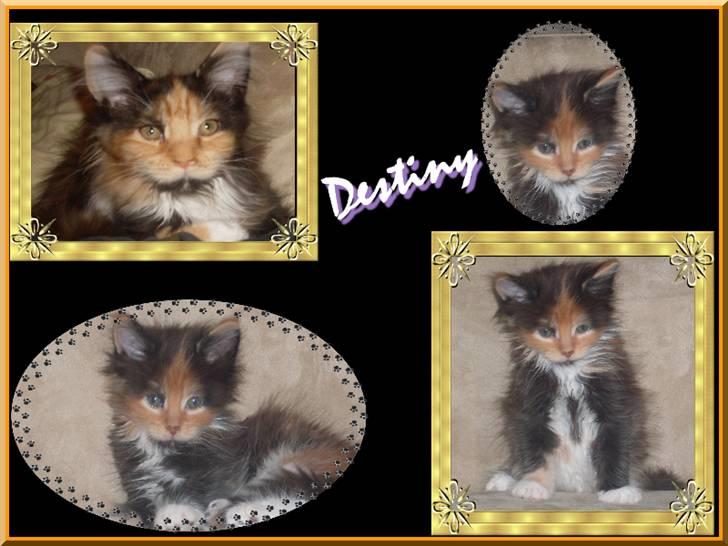 Maine Coon Destiny billede 4