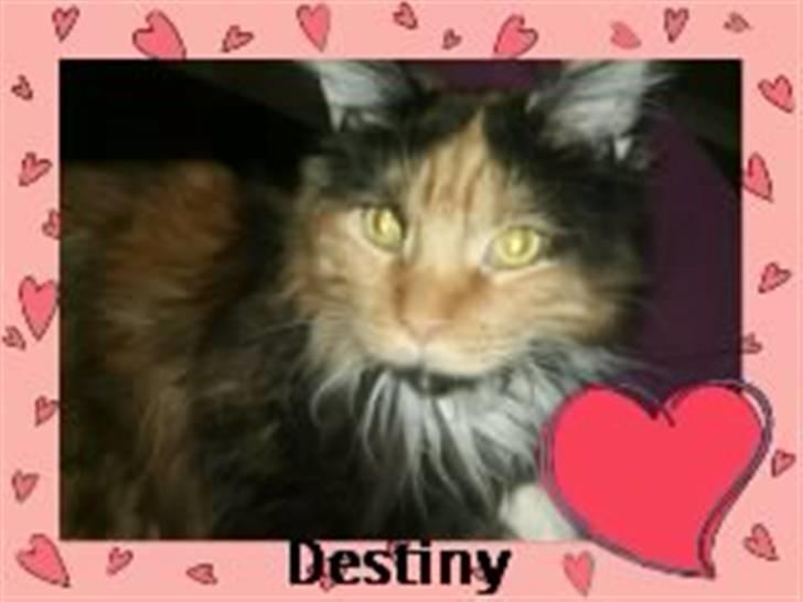 Maine Coon Destiny billede 5