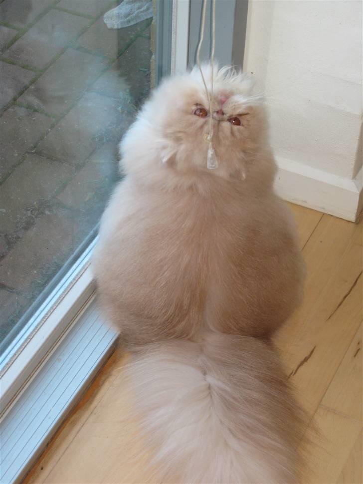 Perser bell billede 7