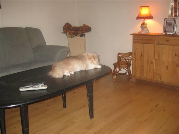 Perser bell billede 8