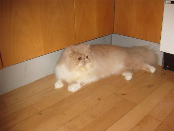 Perser bell billede 9