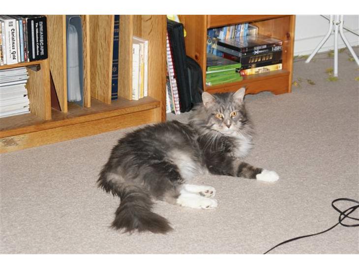 Maine Coon Shrek billede 1