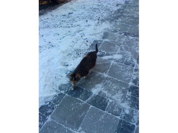 {{currentPhoto.altText}} billede {{currentPhoto.number}}