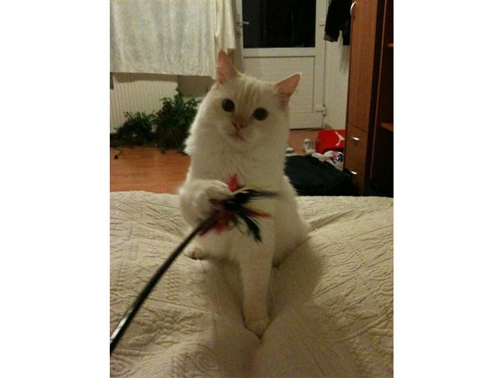 {{currentPhoto.altText}} billede {{currentPhoto.number}}