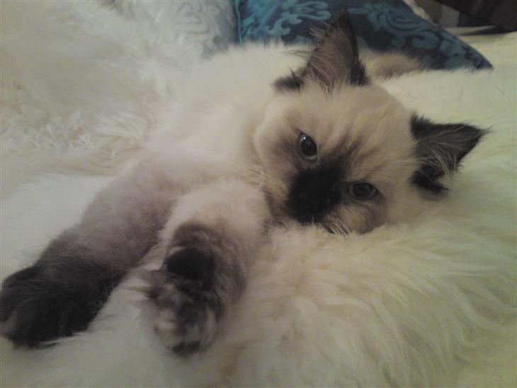 {{currentPhoto.altText}} billede {{currentPhoto.number}}