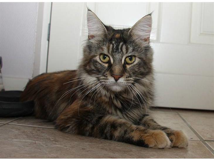Maine Coon DK Preclude Miss Speed billede 1