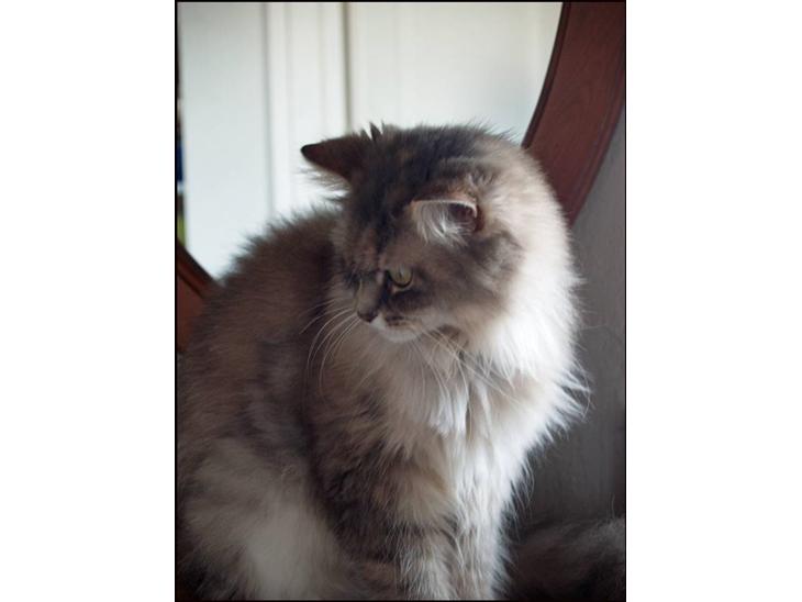 {{currentPhoto.altText}} billede {{currentPhoto.number}}