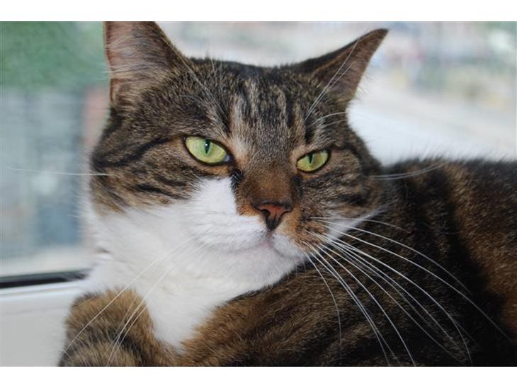 {{currentPhoto.altText}} billede {{currentPhoto.number}}