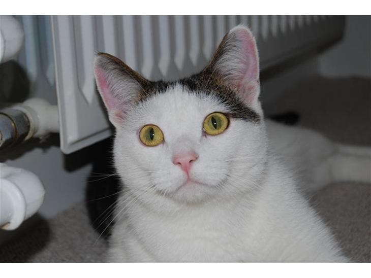 {{currentPhoto.altText}} billede {{currentPhoto.number}}