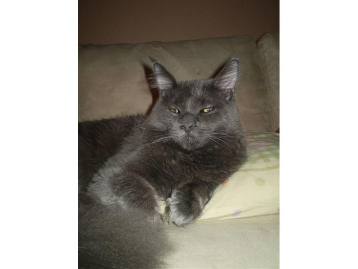 Maine Coon Buller R.I.P mors baby billede 1