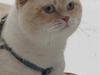 British Shorthair Braveheart