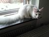 Maine Coon Winnie