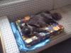 Maine Coon Casper