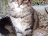 Maine Coon Ronja