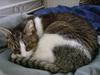 Huskat Klo R.I.P <3