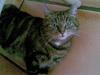 Huskat MULLE ## DØD ## [ Himmelkat]