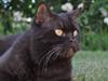 British Shorthair Findus