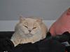 British Shorthair Pasht's Coco