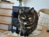 British Shorthair Maou's Viola Morgenstern