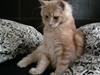 Maine Coon Oliver