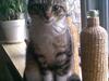 Huskat Lill mis / Osten