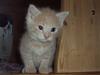 Huskat Frede R.I.P [Tidl. kat]