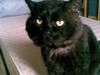 Huskat OLIVER ## DØD ## [ Himmelkat]