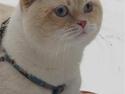 British Shorthair Braveheart